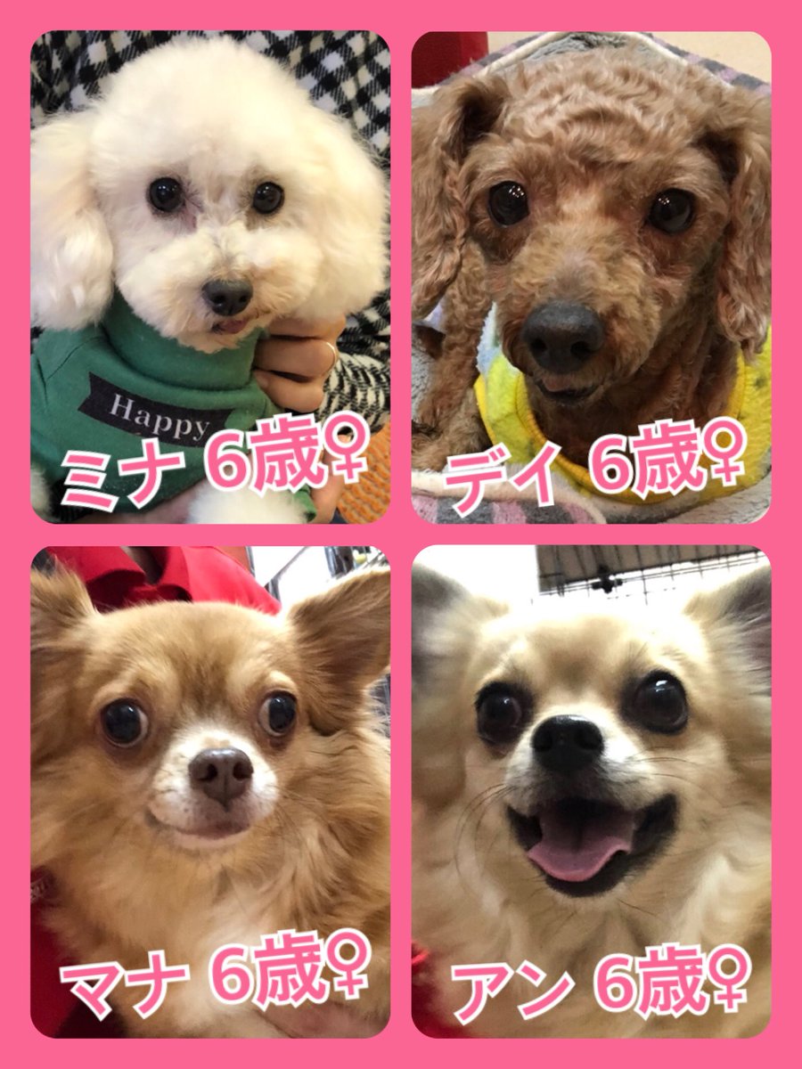 🐾今日の里親様募集中ワンコ🐶メンバーです🐾2020,1,24